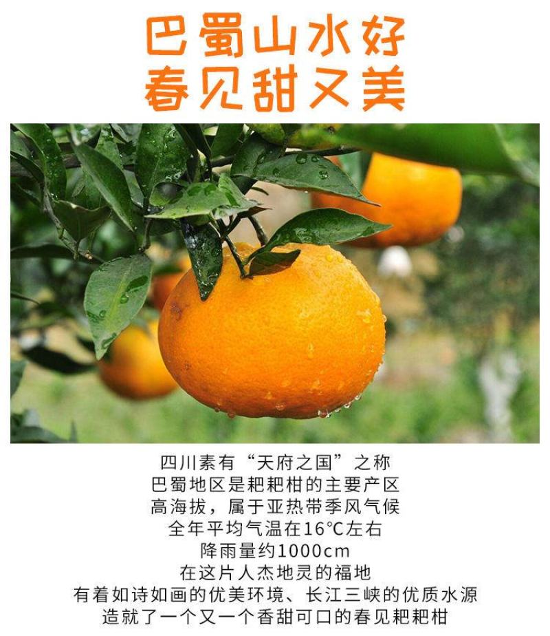 四川春见耙耙柑橘子柑橘现摘新鲜水果专业代办代发