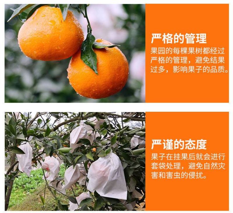 四川春见耙耙柑橘子柑橘现摘新鲜水果专业代办代发