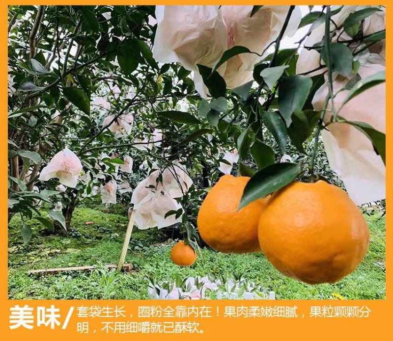 四川春见耙耙柑橘子柑橘现摘新鲜水果专业代办代发