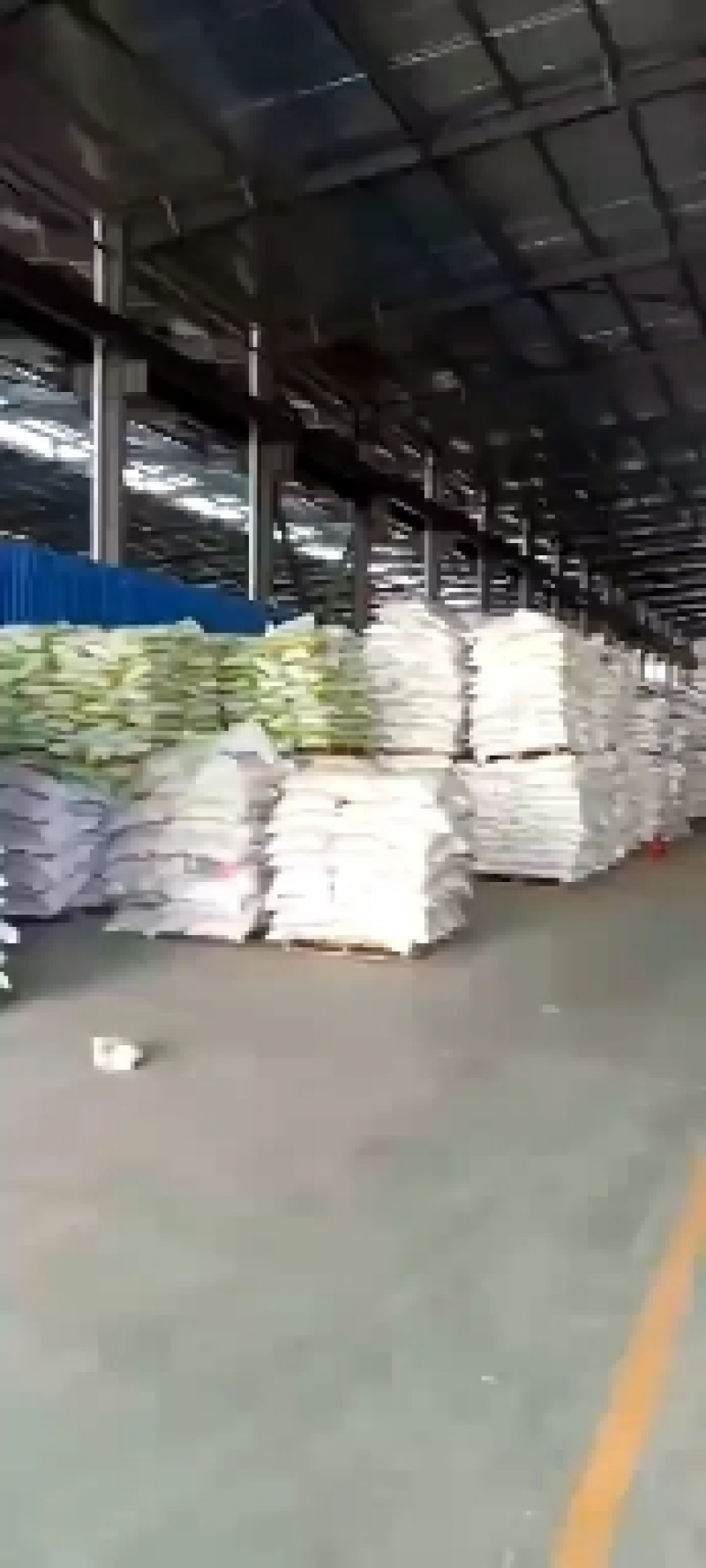 高产进口四倍体黑麦草种子牧草牛羊猪鸡鸭鹅等家禽家畜牧草