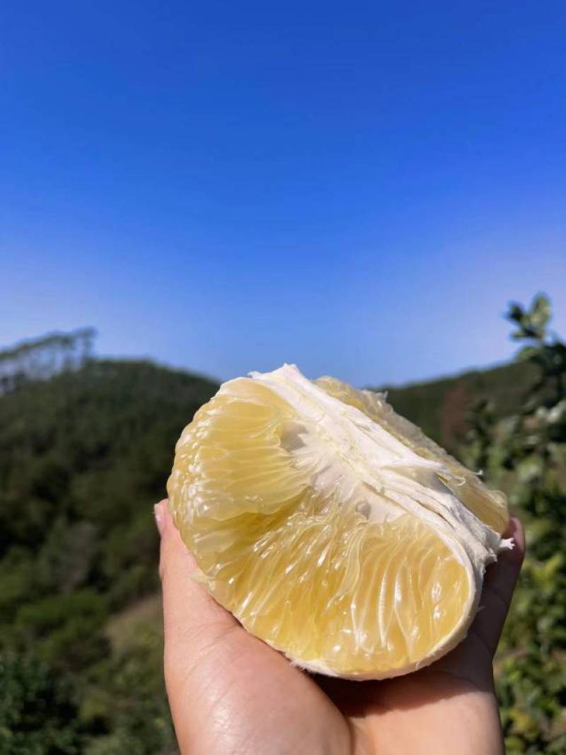 泰国考雅蜂蜜青柚苗柚子苗基地直销一手货源