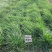 高产进口四倍体黑麦草种子牧草牛羊猪鸡鸭鹅等家禽家畜牧草
