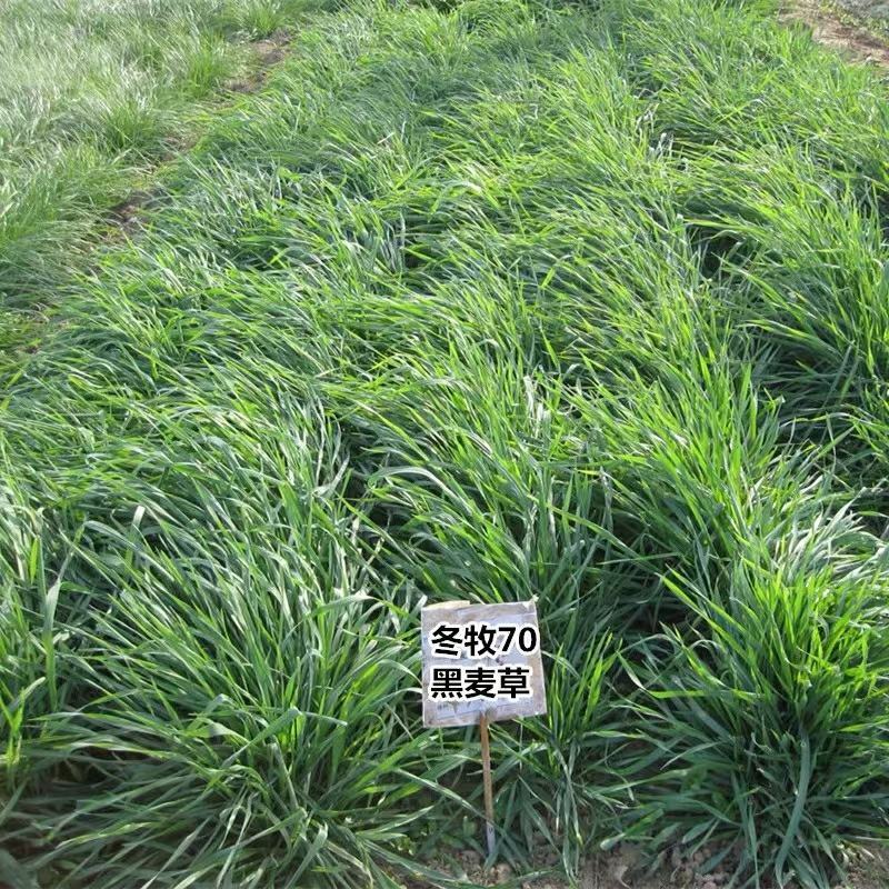 高产进口四倍体黑麦草种子牧草牛羊猪鸡鸭鹅等家禽家畜牧草