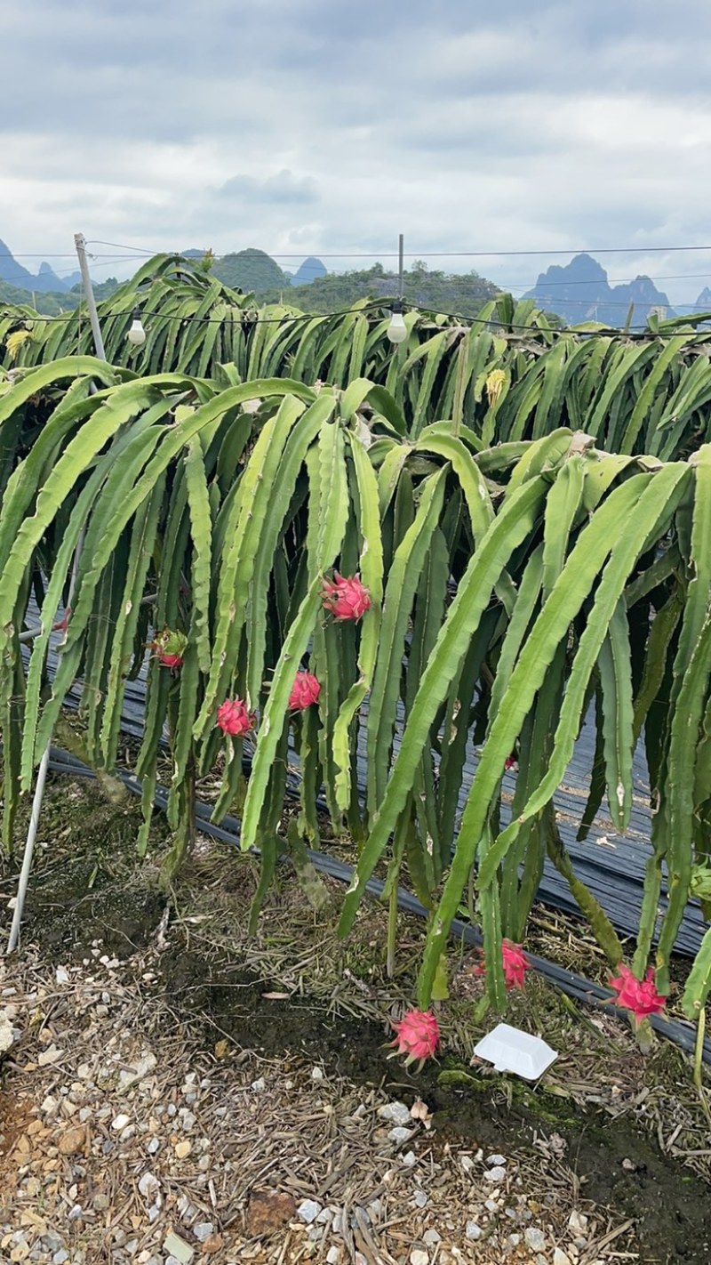 广西真品火龙果，种植坡地，天候好，金都，甜水分足