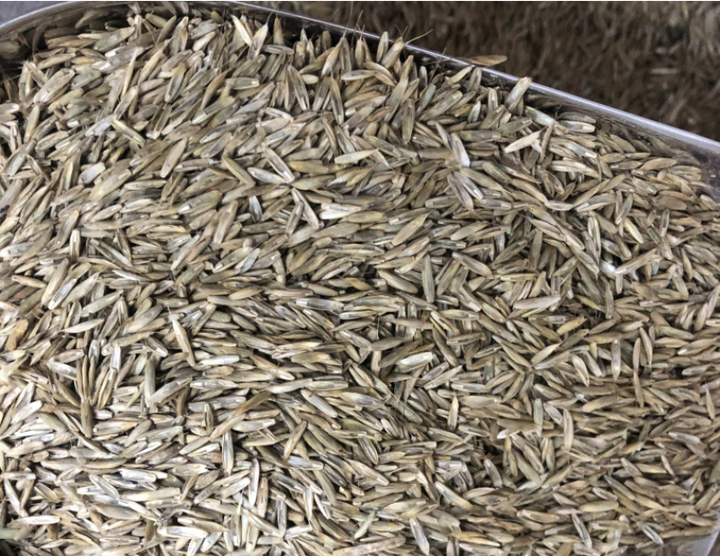 高产进口四倍体黑麦草种子牧草牛羊猪鸡鸭鹅等家禽家畜牧草