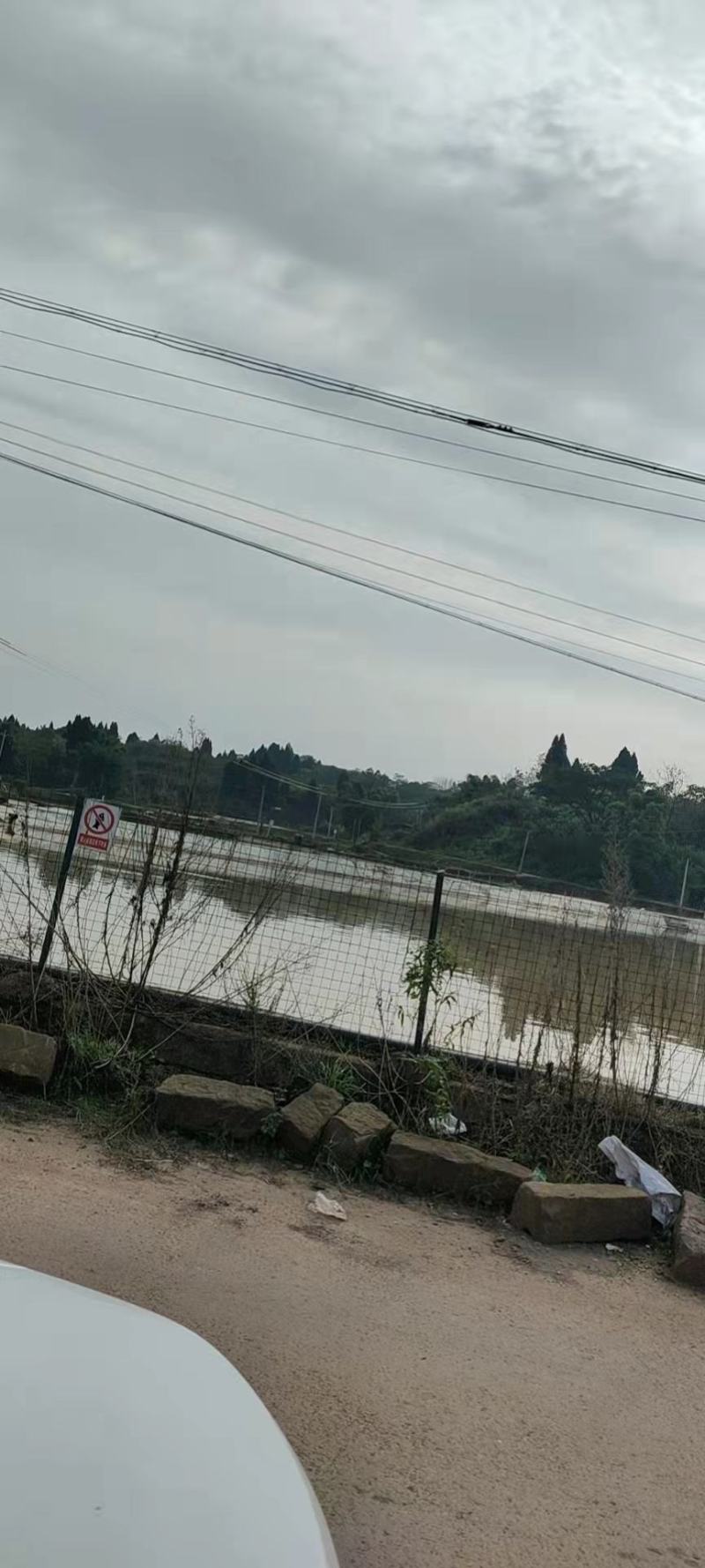 优质草鱼苗基地直发品质优良成活率高提供技术