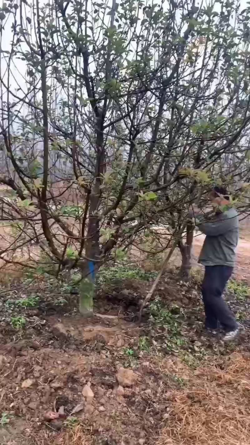 八棱海棠