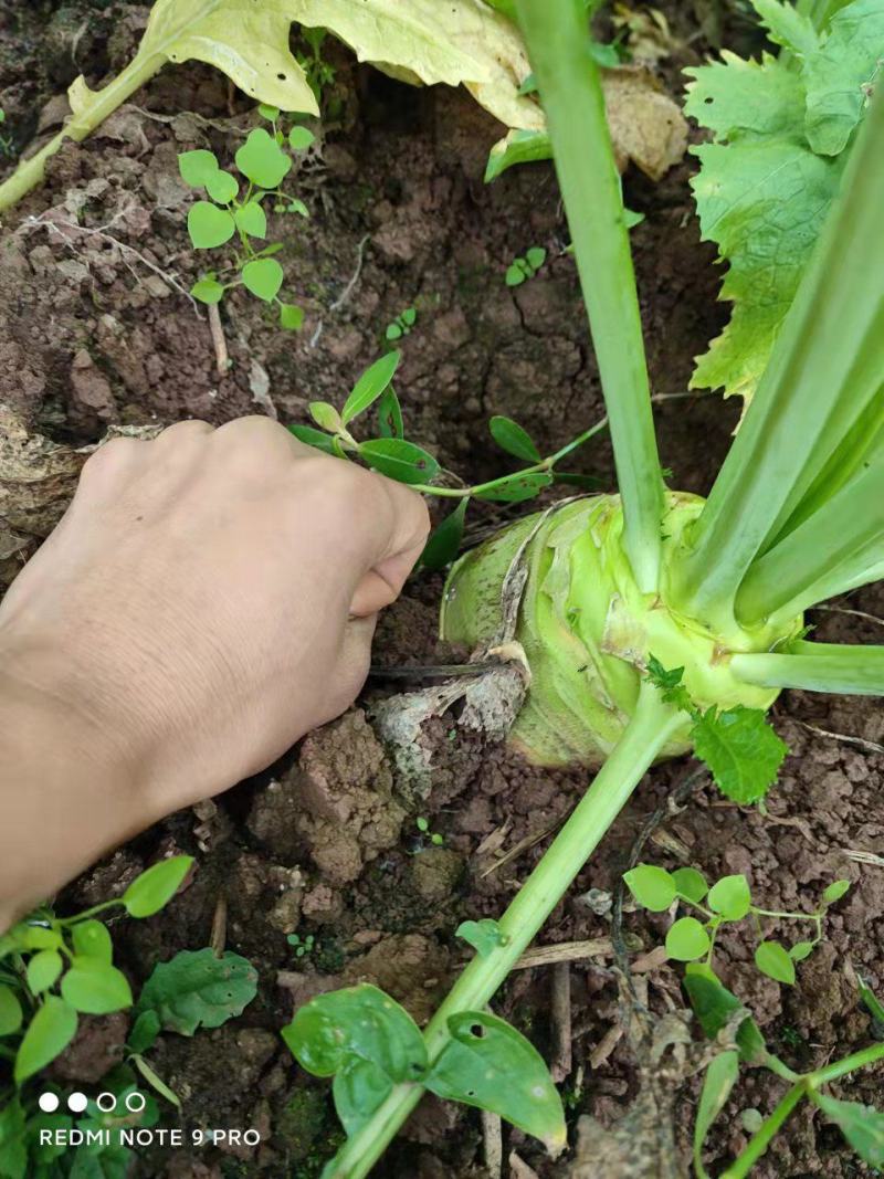 四川大头菜，芥菜，基地大量有货，有需要的老板来