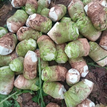 四川大头菜，芥菜，基地大量有货，有需要的老板来
