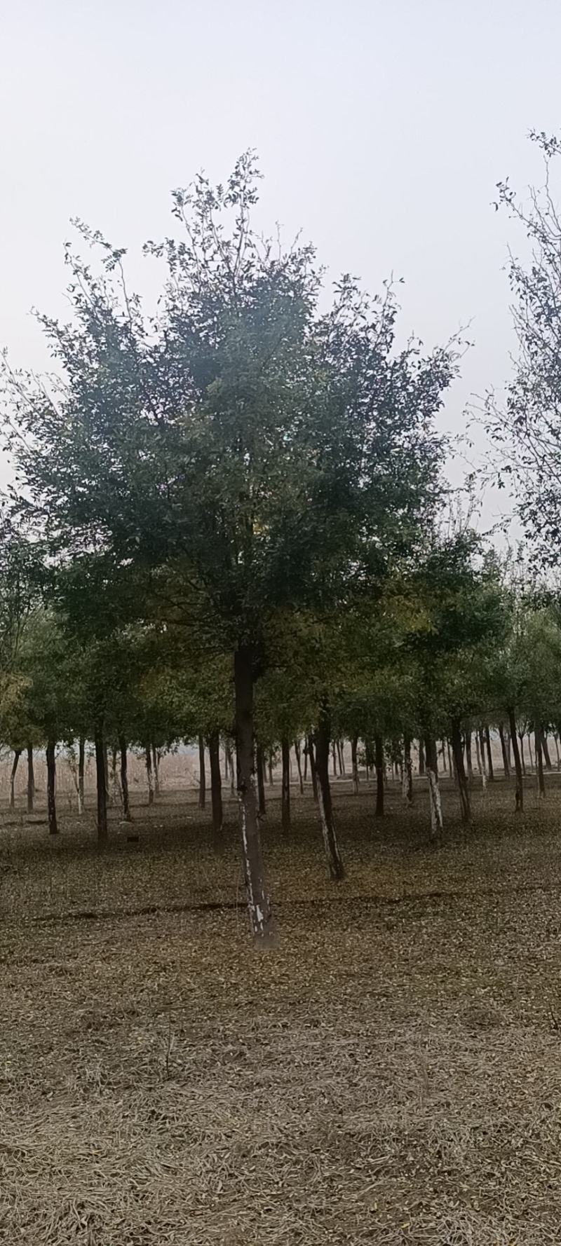 18公分皂角树