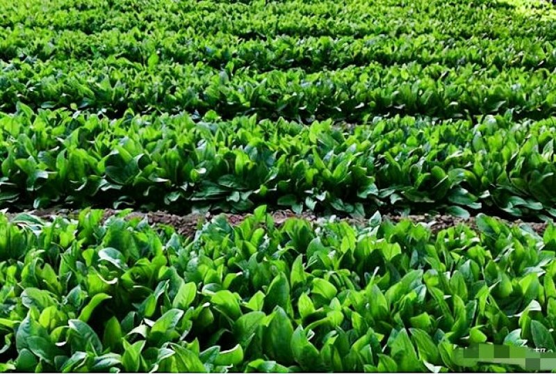 鲁梅克斯种子尔罗斯饲料菜多年生四季牧草种子鸡鸭鹅猪牛