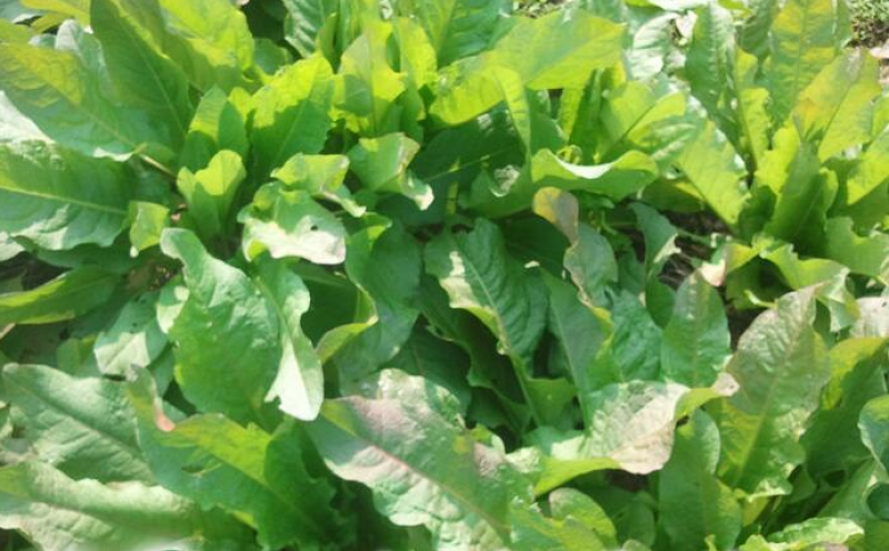 鲁梅克斯种子尔罗斯饲料菜多年生四季牧草种子鸡鸭鹅猪牛