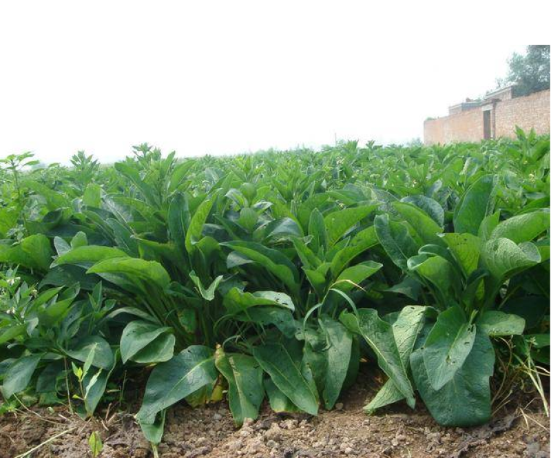 鲁梅克斯种子尔罗斯饲料菜多年生四季牧草种子鸡鸭鹅猪牛