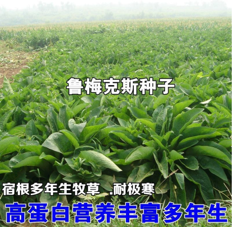 鲁梅克斯种子尔罗斯饲料菜多年生四季牧草种子鸡鸭鹅猪牛