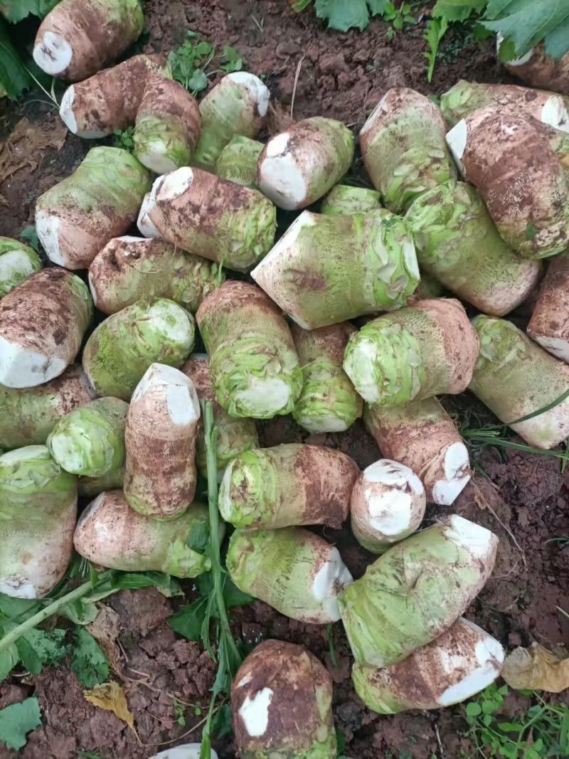 四川大头菜，芥菜，基地大量有货，有需要的老板来