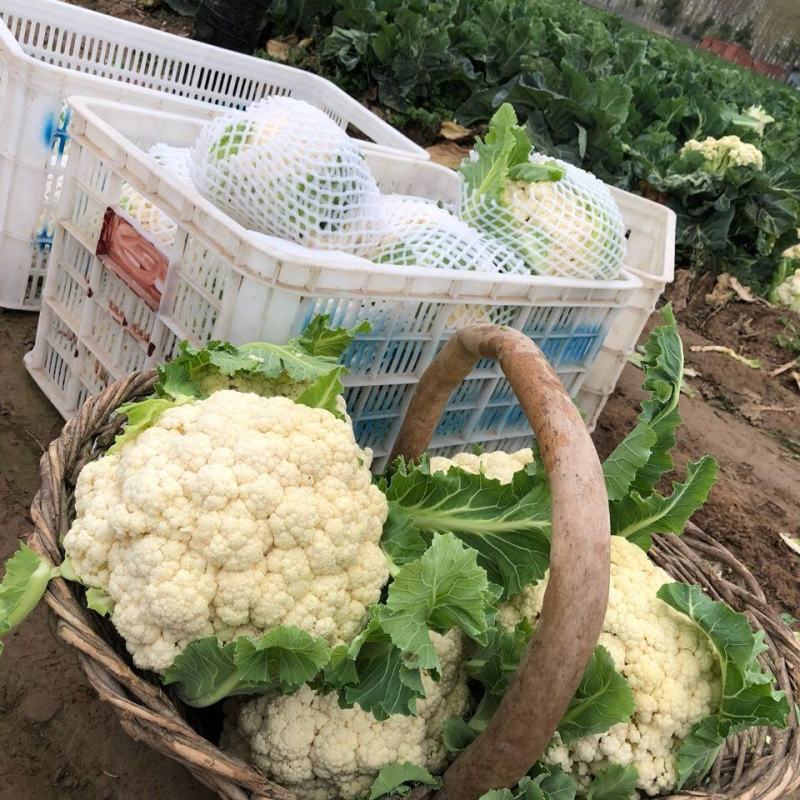 花菜，河北有机花菜，商超品质，产地直发，全国发货