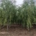 供应各种规格的柳树，8-10-12-15公分河南货源