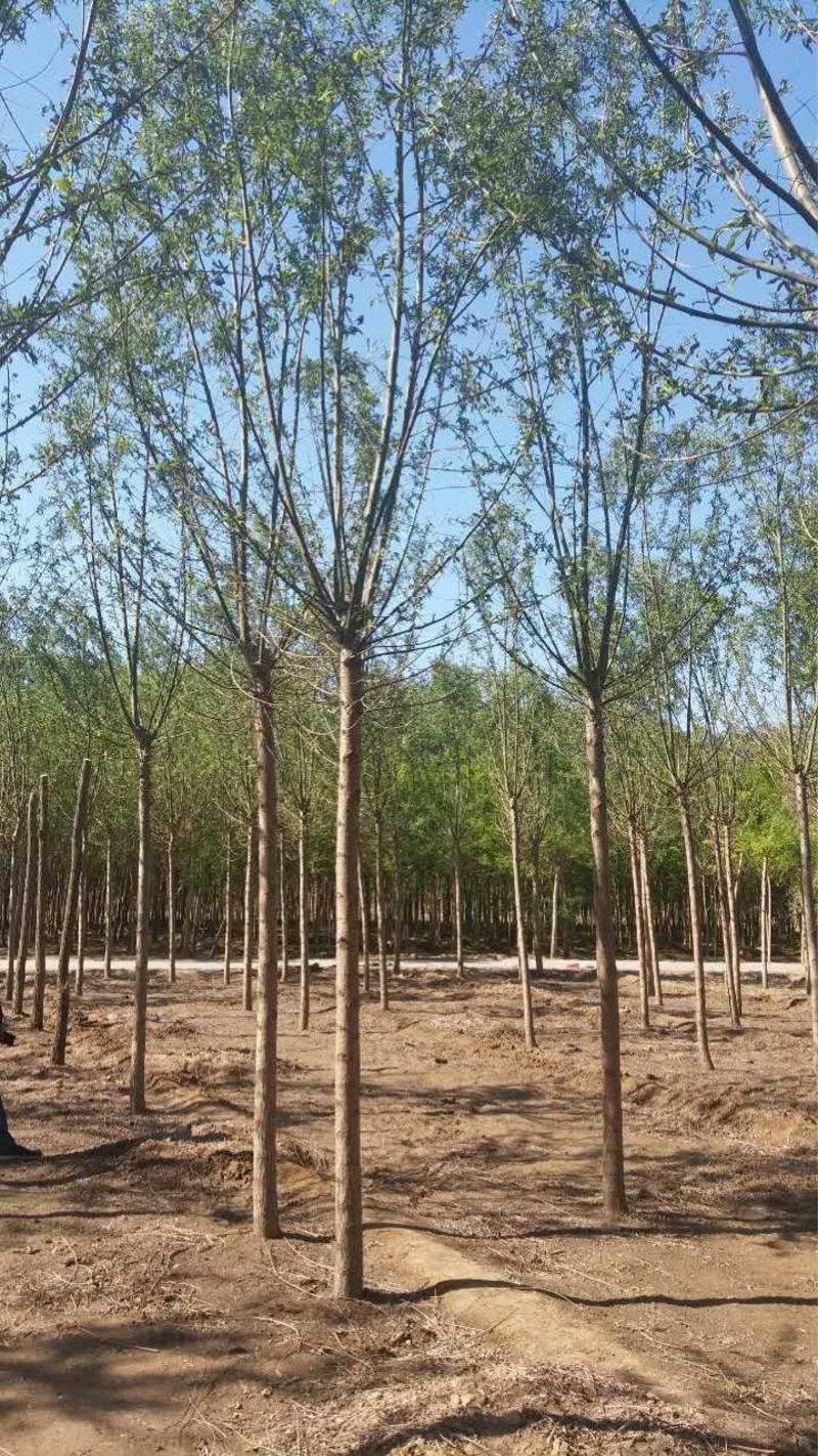 供应各种规格的柳树，8-10-12-15公分河南货源