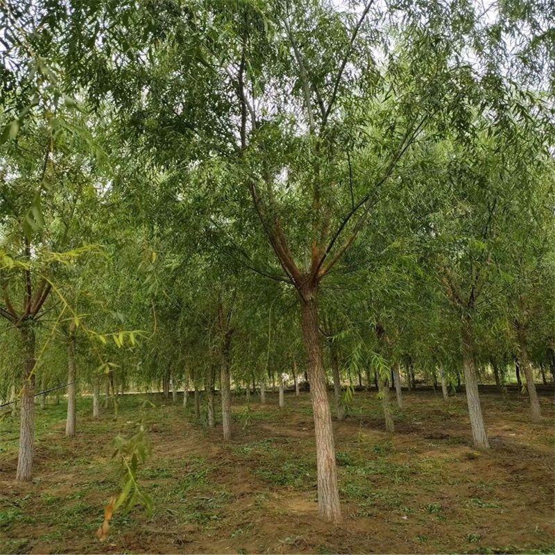 供应各种规格的柳树，8-10-12-15公分河南货源