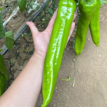 辣椒苗耐热耐寒黄绿皮尖椒苗品种大果型尖椒苗红绿两收