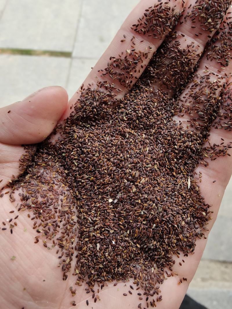 黄金菊种子永生菊多年生花草种子易种花色亮丽花期长