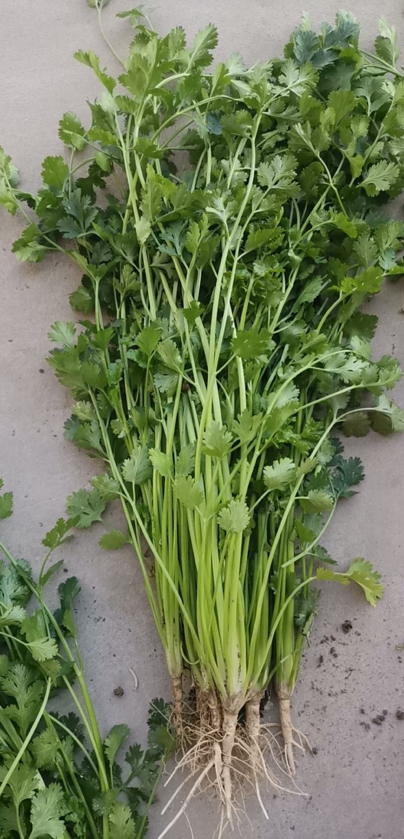基地直供铁杆青小叶香菜大量上市，欢迎订购，量大优惠
