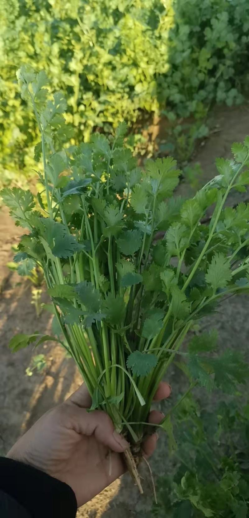基地直供铁杆青小叶香菜大量上市，欢迎订购，量大优惠