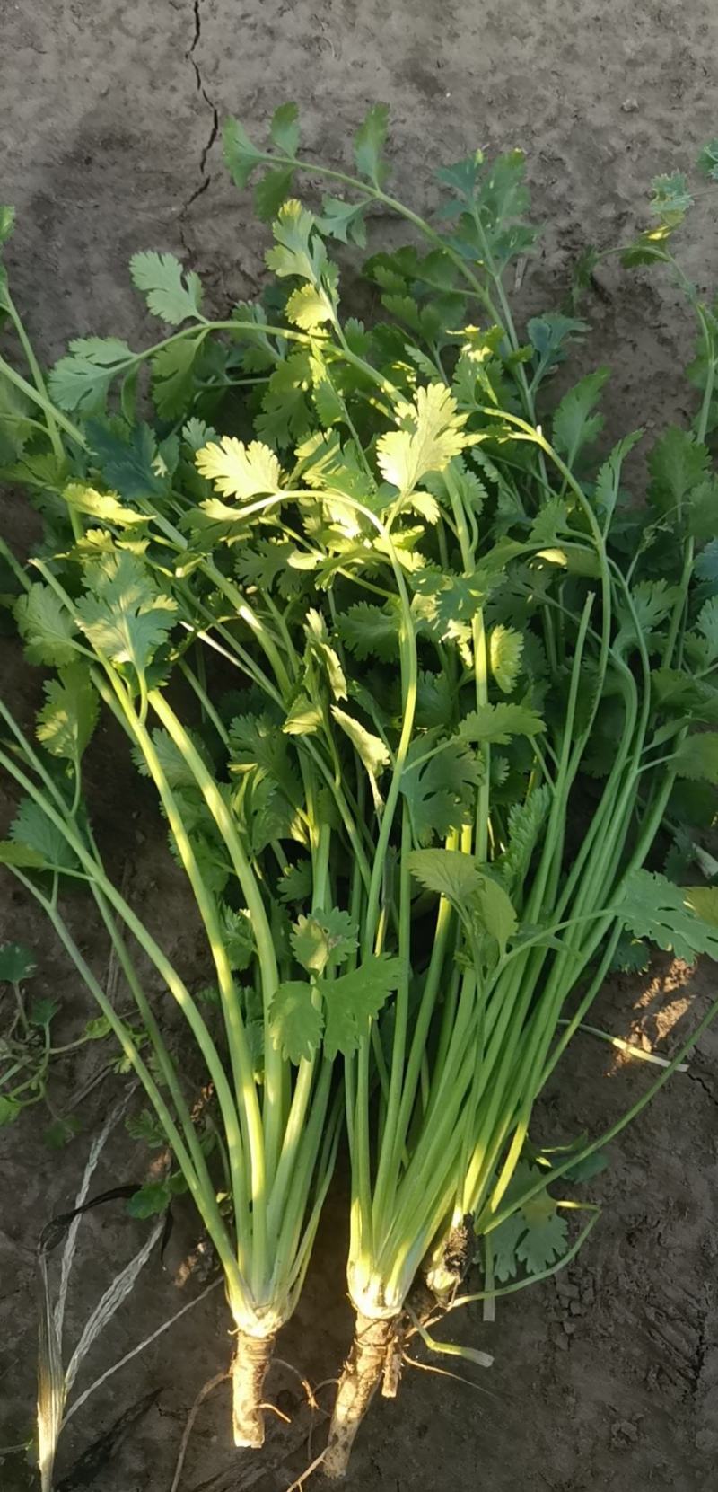 基地直供铁杆青小叶香菜大量上市，欢迎订购，量大优惠