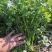 基地直供铁杆青小叶香菜大量上市，欢迎订购，量大优惠