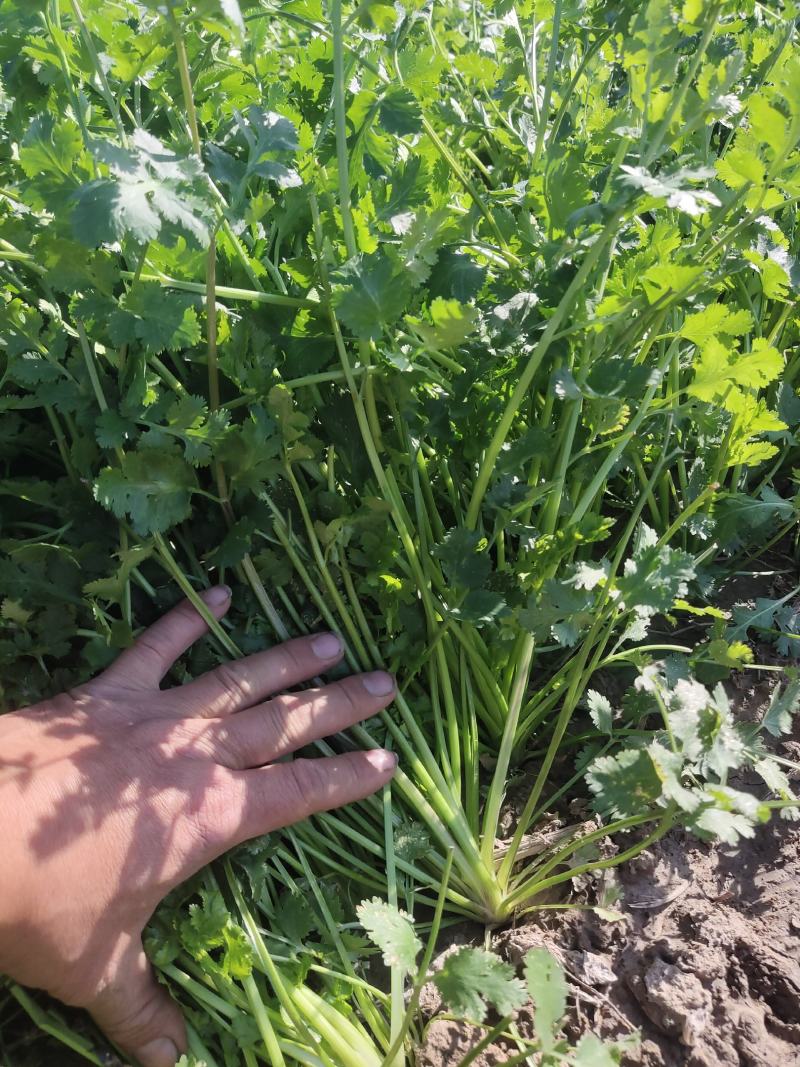 基地直供铁杆青小叶香菜大量上市，欢迎订购，量大优惠
