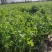 基地直供铁杆青小叶香菜大量上市，欢迎订购，量大优惠