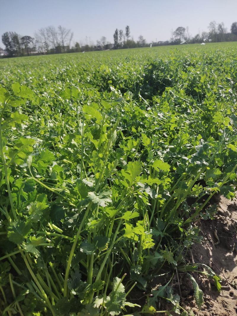 基地直供铁杆青小叶香菜大量上市，欢迎订购，量大优惠