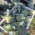 热卖精品蔬菜西蓝花产地直发，一手货源量大从优欢迎电话联系