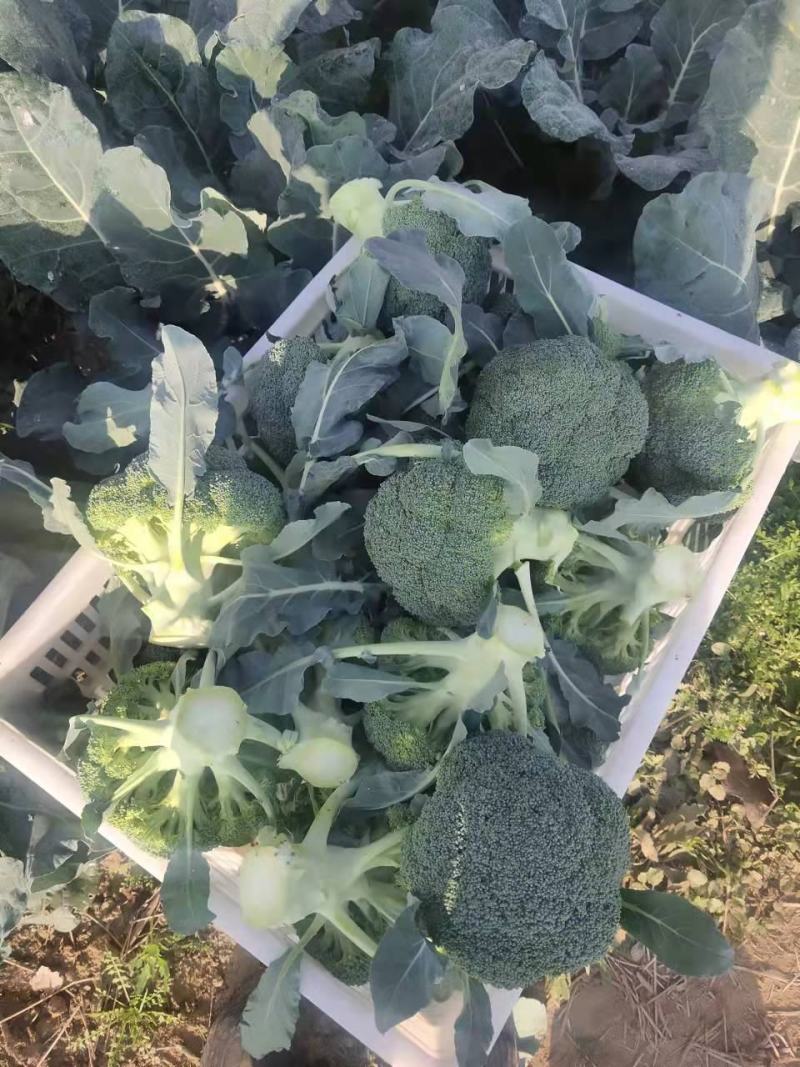 热卖精品蔬菜西蓝花产地直发，一手货源量大从优欢迎电话联系