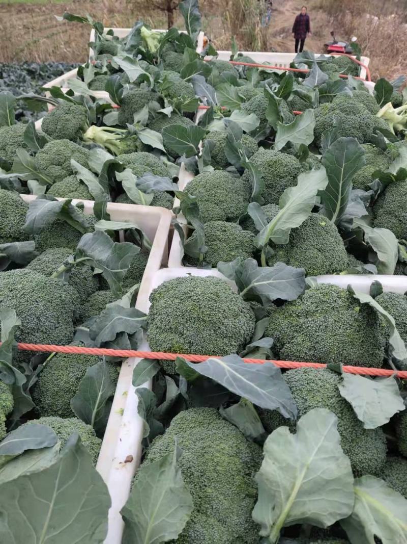 热卖精品蔬菜西蓝花产地直发，一手货源量大从优欢迎电话联系