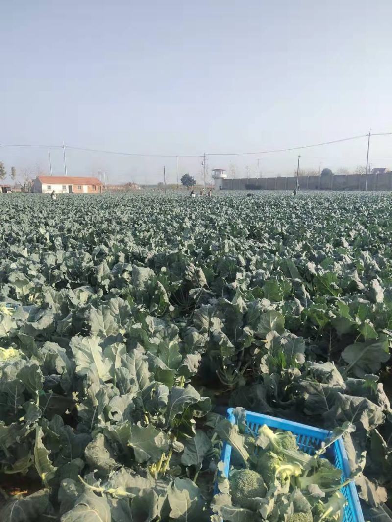 热卖精品蔬菜西蓝花产地直发，一手货源量大从优欢迎电话联系