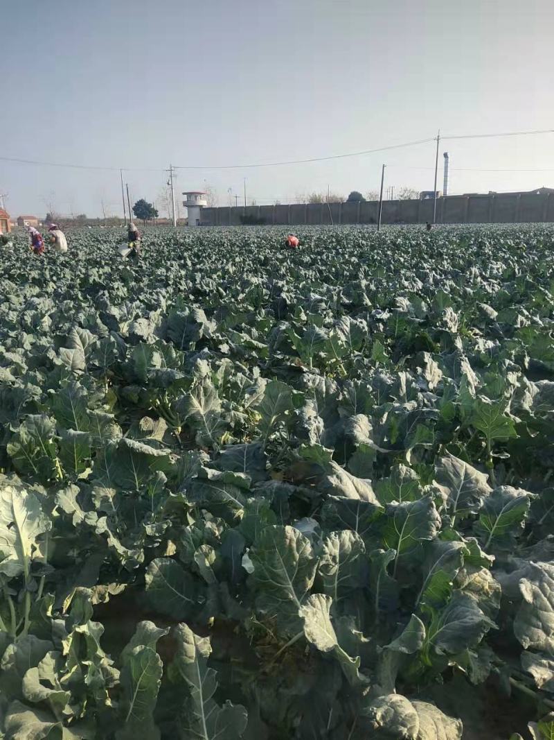 热卖精品蔬菜西蓝花产地直发，一手货源量大从优欢迎电话联系