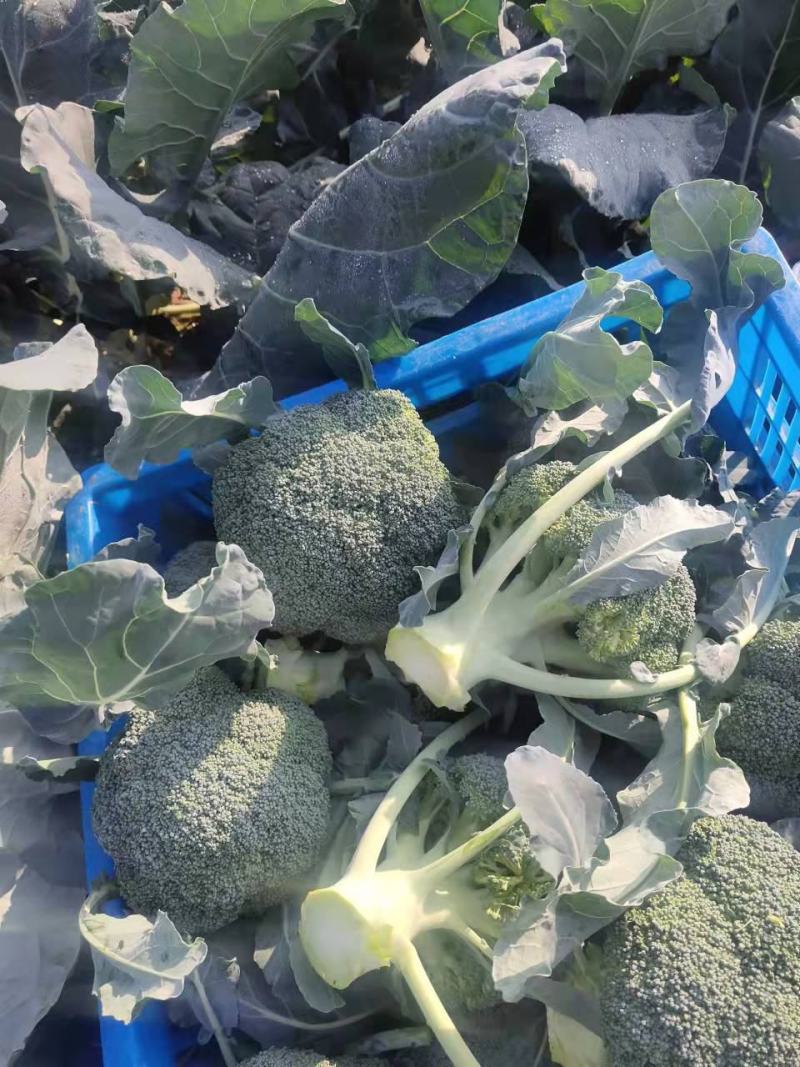 热卖精品蔬菜西蓝花产地直发，一手货源量大从优欢迎电话联系