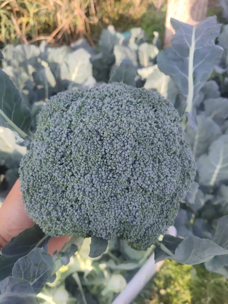 热卖精品蔬菜西蓝花产地直发，一手货源量大从优欢迎电话联系