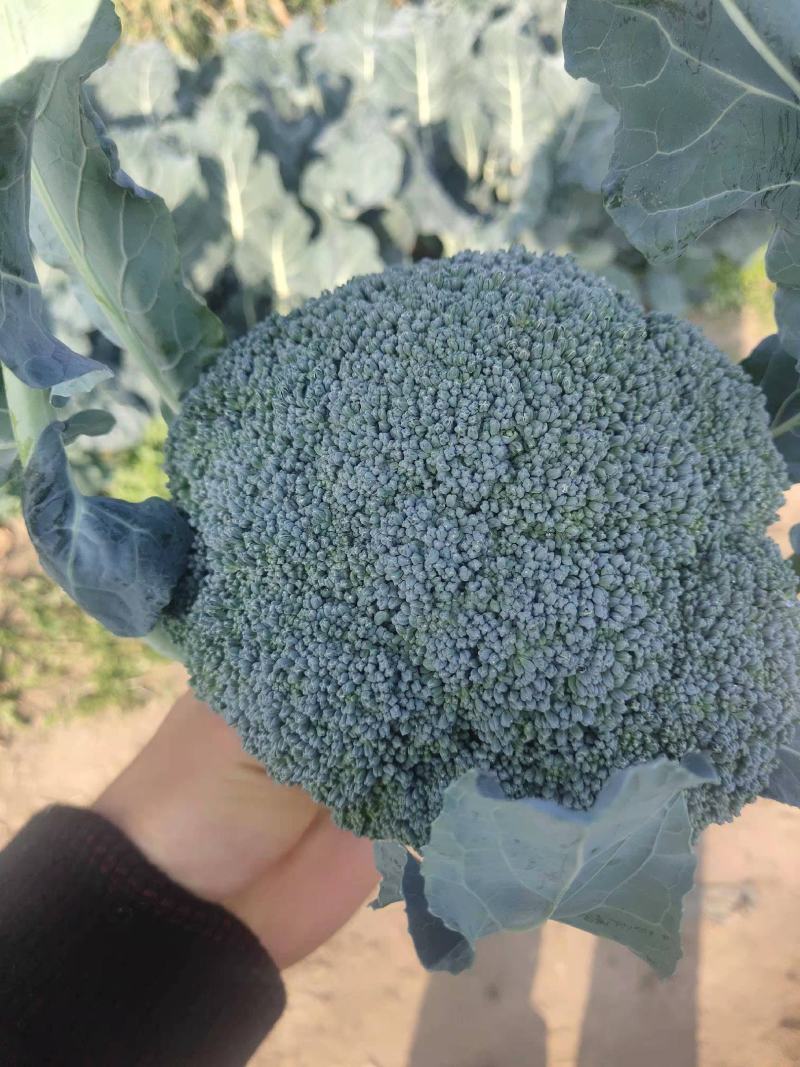 热卖精品蔬菜西蓝花产地直发，一手货源量大从优欢迎电话联系