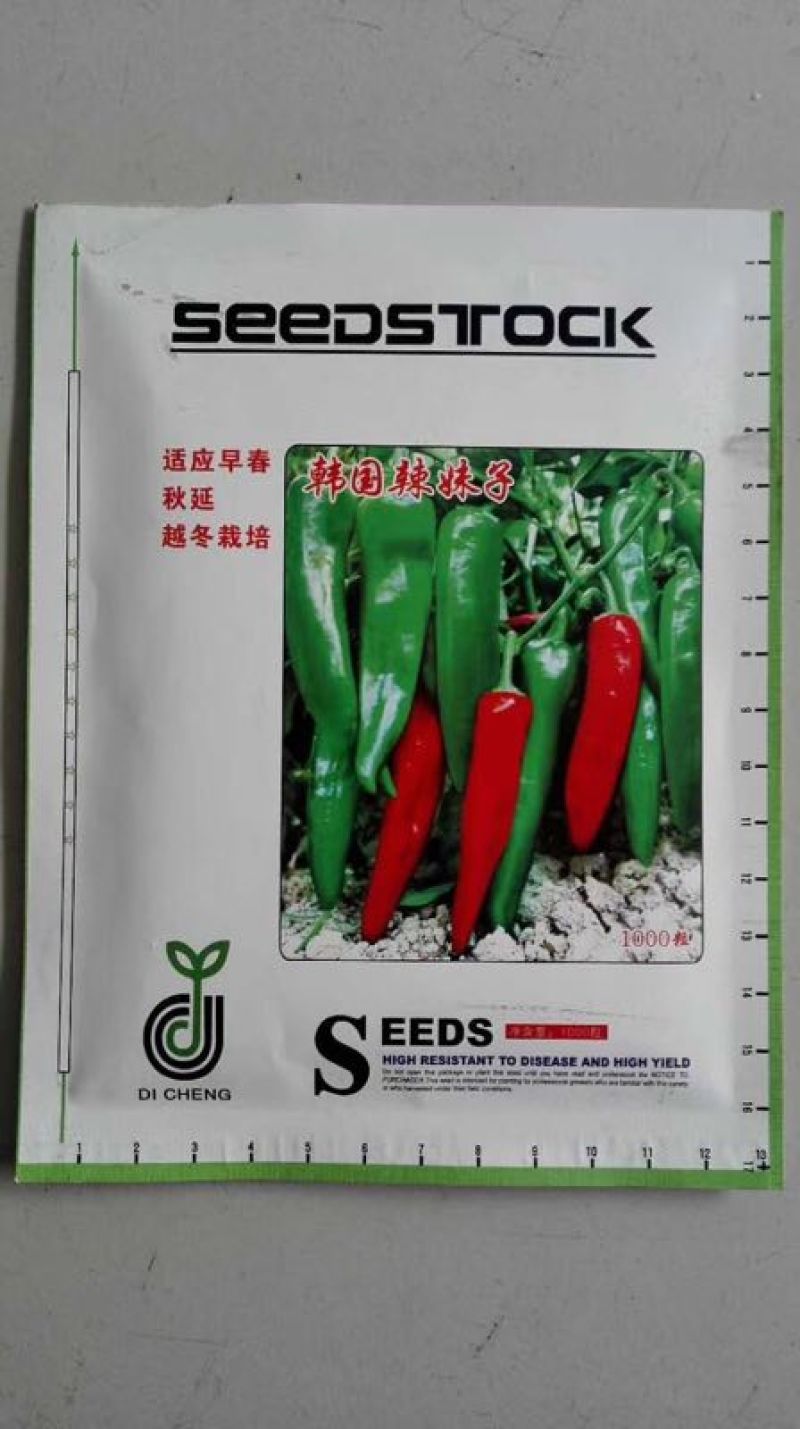 进口辣妹子辣椒苗薄皮大辣椒苗韩国辣妹王易成活