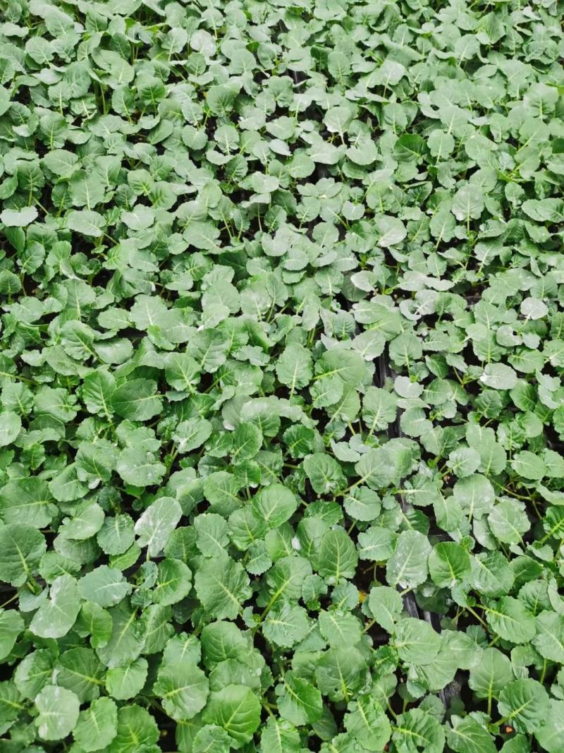 耐寒优秀西兰花苗耐热炎秀西蓝花苗寿光批发质量好