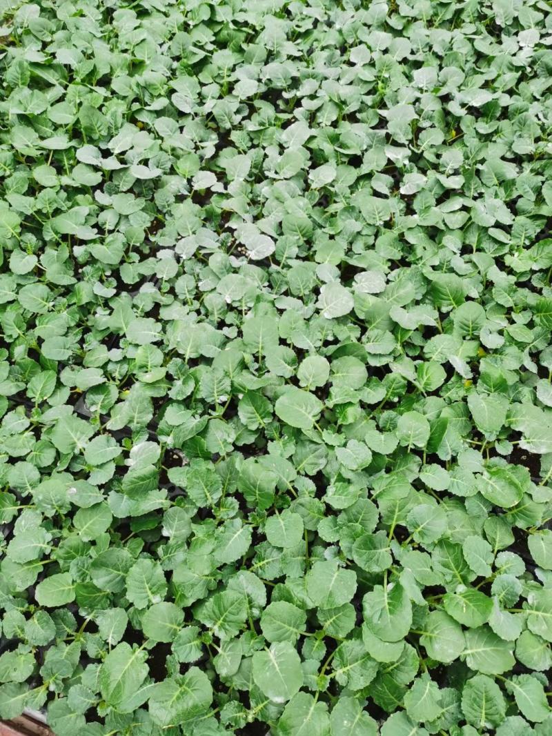 耐寒优秀西兰花苗耐热炎秀西蓝花苗寿光批发质量好