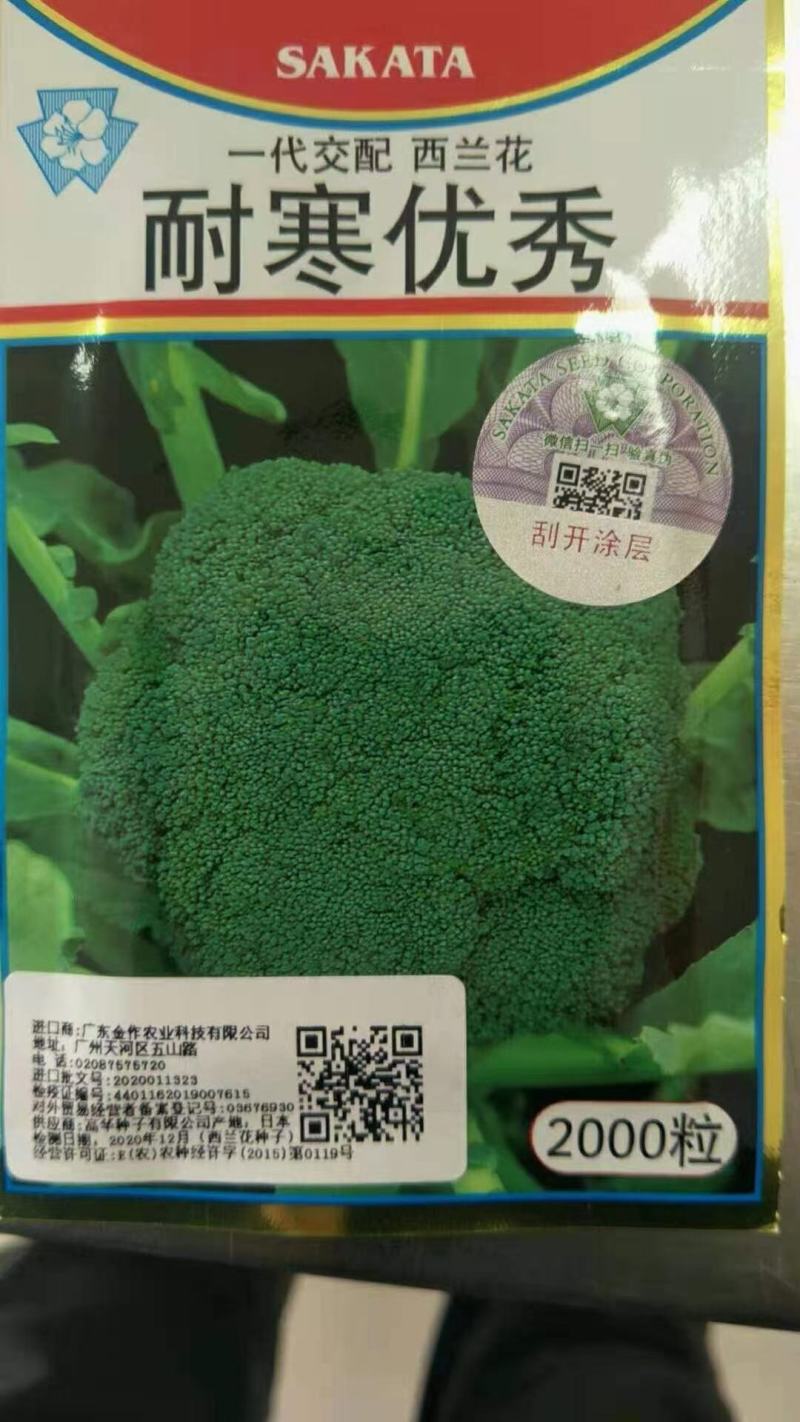 耐寒优秀西兰花苗耐热炎秀西蓝花苗寿光批发质量好
