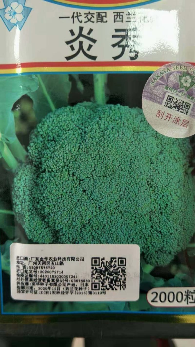 耐寒优秀西兰花苗耐热炎秀西蓝花苗寿光批发质量好
