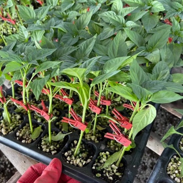 大果型螺丝椒苗陇椒苗价格皱皮螺王陇椒王辣椒苗成活率高