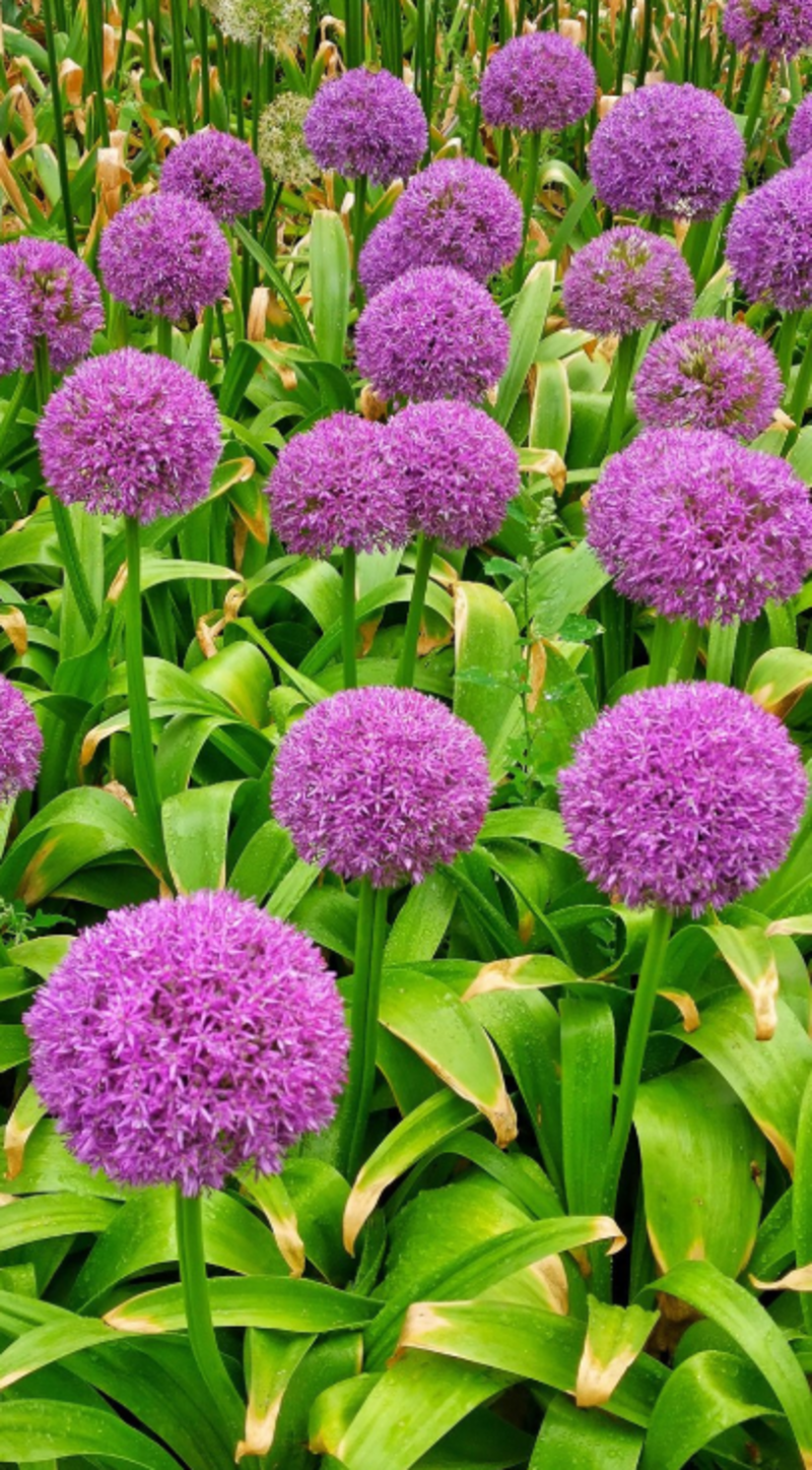 大花葱种球盆栽花卉植物室内室外均可种植质量保证