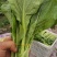 白菜苔