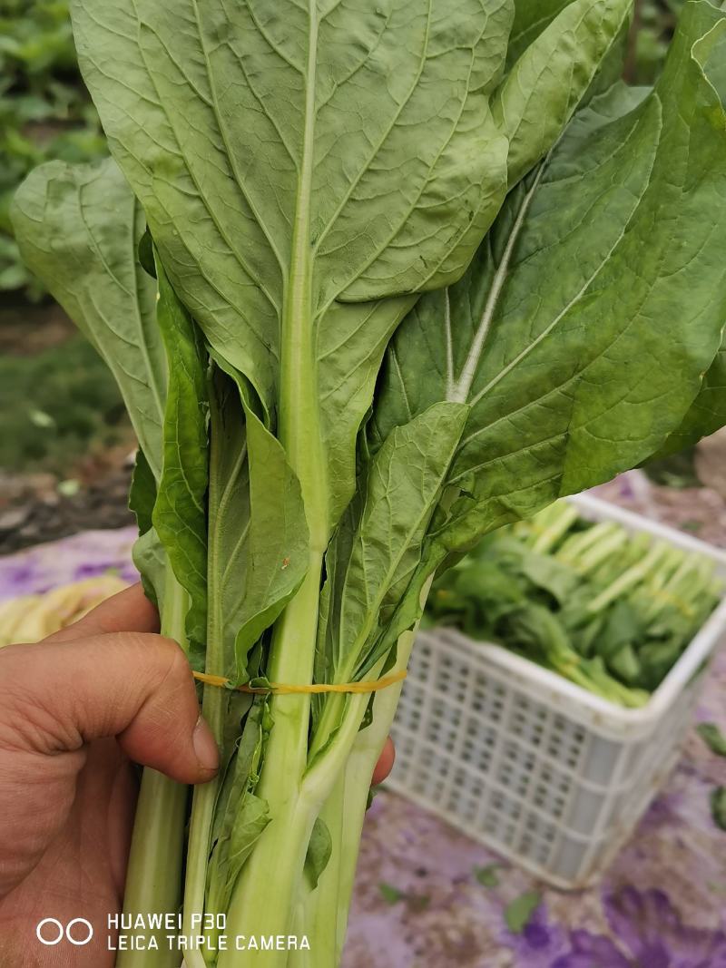 白菜苔