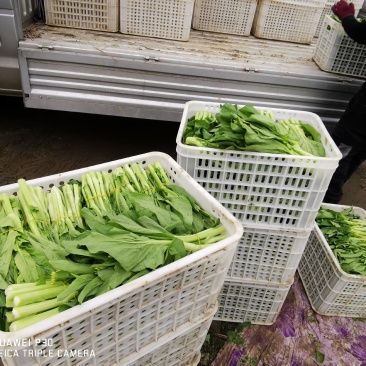 白菜苔